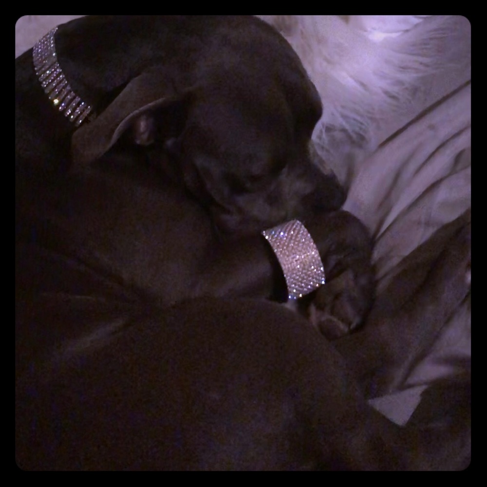 Puppy Bling